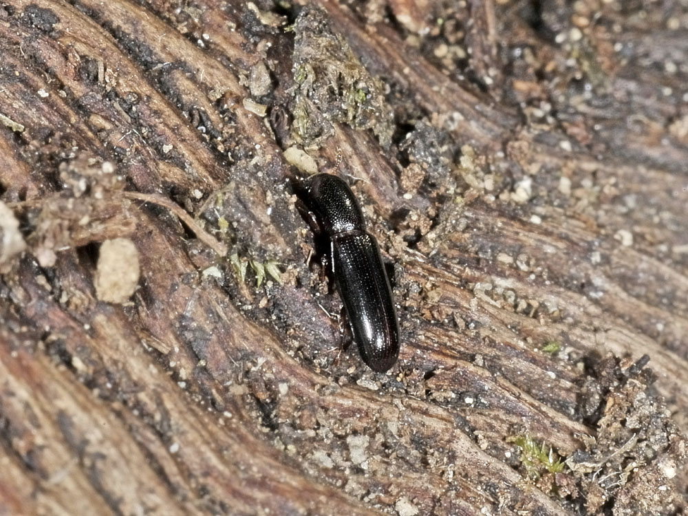 Teredus cylindricus (Bothrideridae)